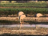 Sarus crane in a group in the wetlands