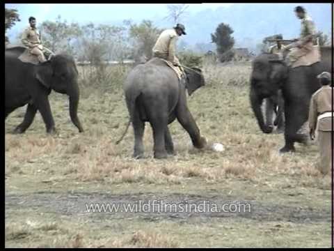 Football match for Elephants? Or Elephant Polo?