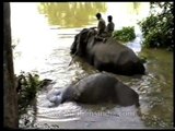 Elephant drags a dead elephant out of a river, Assam