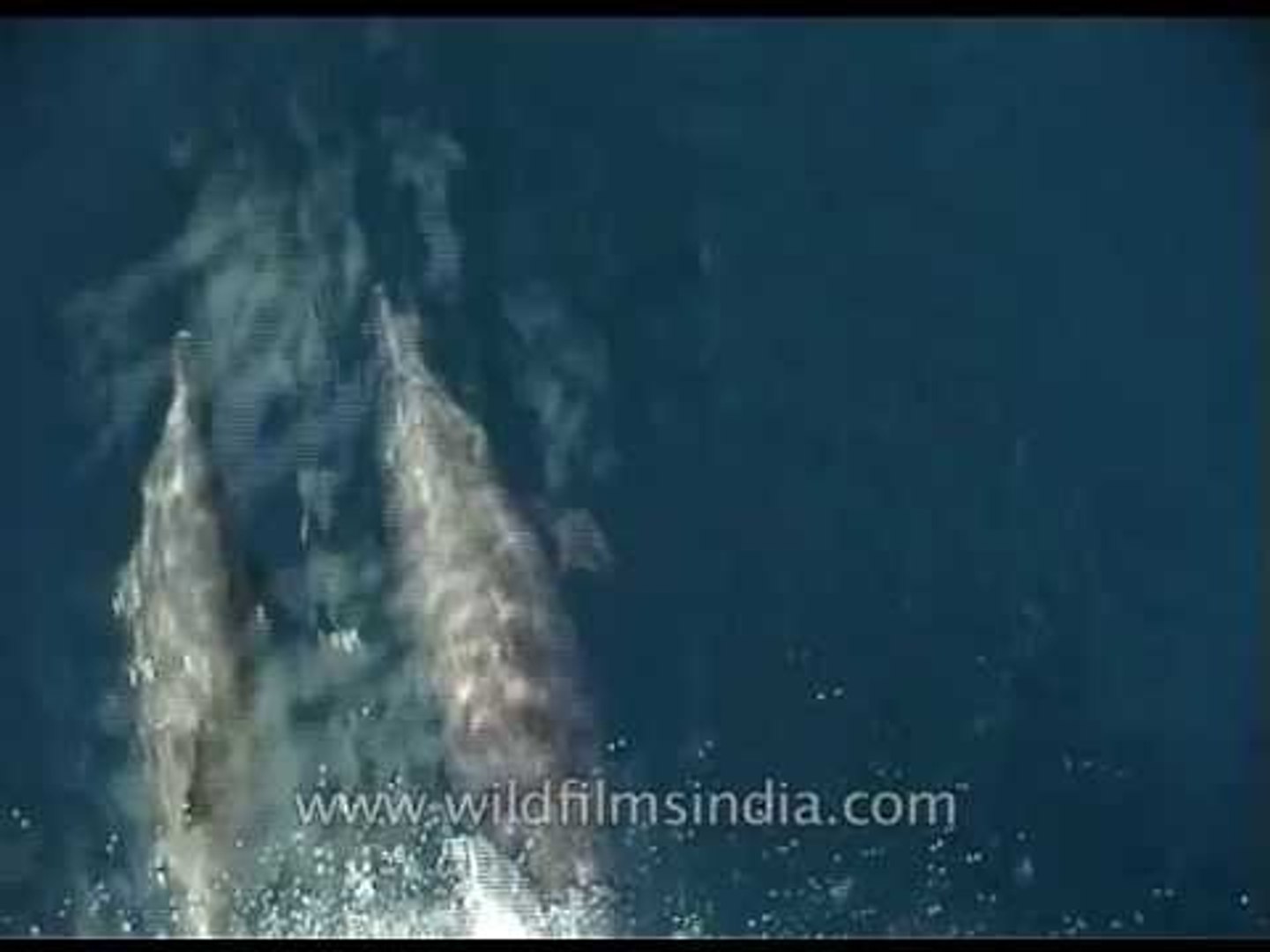 ⁣Sea Dolphins of Kerala