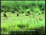 Barasingha grazing in Kaziranga grasslands