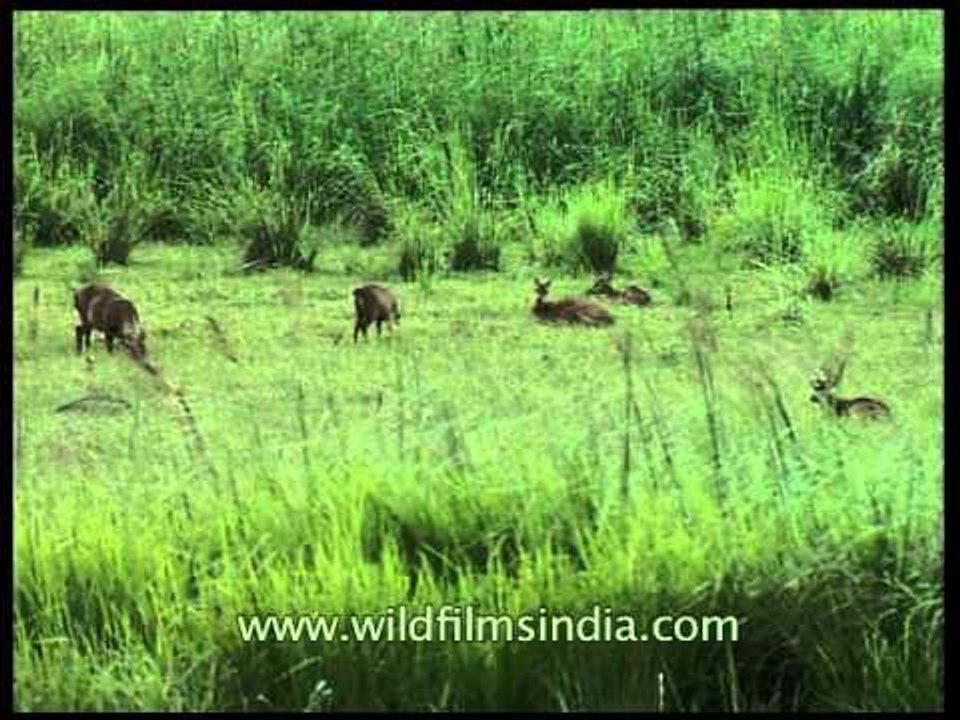 Barasingha grazing in Kaziranga grasslands