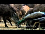 Scores of Wild Boar in Sariska National Park surrounded by peafowl