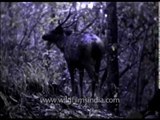 Historical Indian wildlife footage from 1950's : Sambhar deer