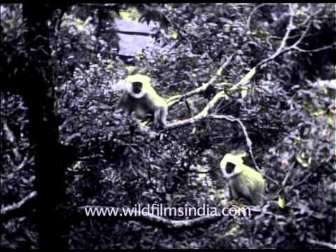 Langurs of the past : rare file footage from the British era