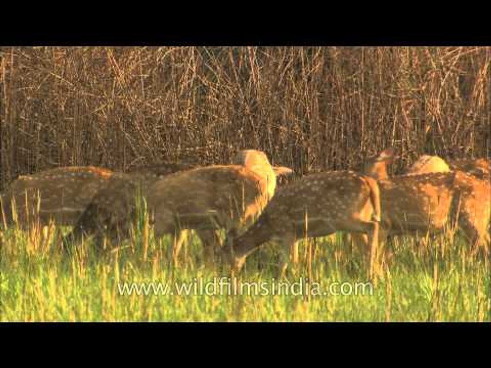 Spotted Deer on a sunny day in Corbett National park