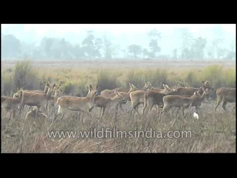 The Barasingha march - Kaziranga