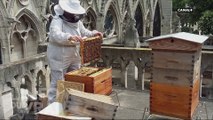 Notre Dame : les abeilles sauvées - L'Info du Vrai du 25/04 - CANAL+