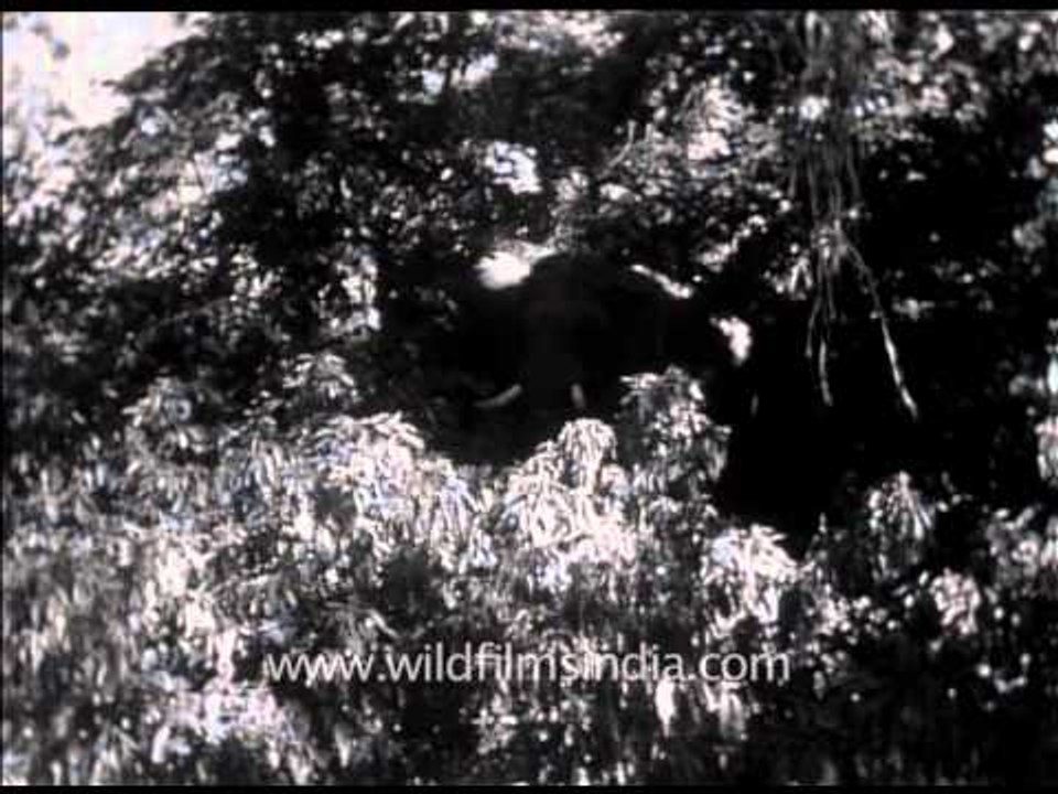 Massive Indian tusker elephant : rare archival footage