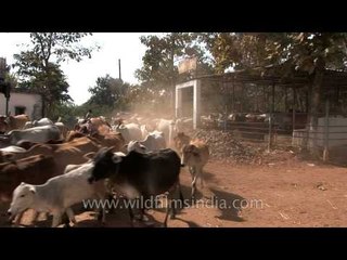 Shelter or stable with hundreds of cows in Nagpur