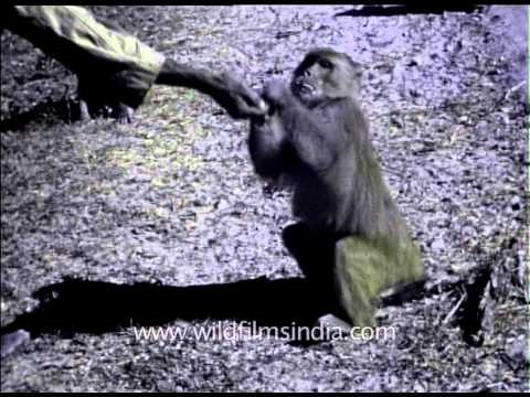 Macaques of the past from rare file footage from the British era