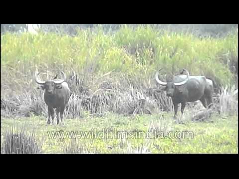 Wild water buffaloes of Kaziranga