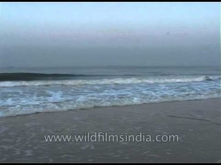 Smooth and soft sea waves of Goa