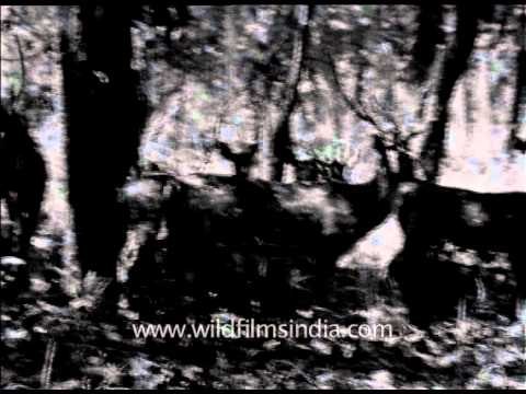 Old archival footage of chital grazing in Corbett