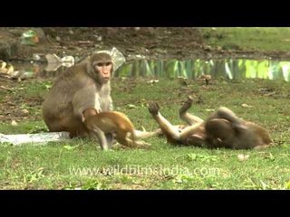 Prankster babies of Macaques play with the mumma