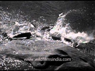 Pre-Independence India - Crocodiles ready for a swim