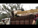 Truck driver loading cattle into his truck at Sonepur cattle fair