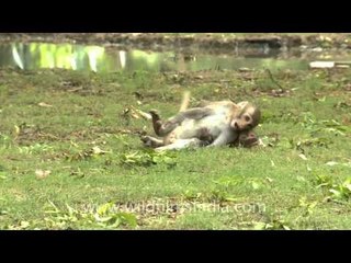 All time is play time for darling young Macaques...