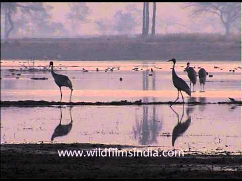 Sarus Crane family in Uttar Pradesh wetlands