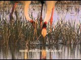 Pair of Sarus crane digging into the wetlands of Uttar Pradesh