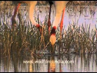 Pair of Sarus crane digging into the wetlands of Uttar Pradesh