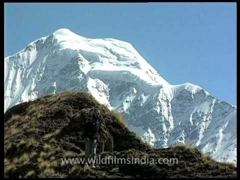 Bandarpunch towering over Darwa Top, high above Dodital