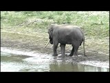 Water for elephants in Kaziranga - Coz they love to drink it!