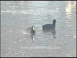 Coots wading in Bharatpur bird sanctuary