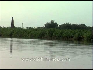 Ganges fresh-water Dolphin jumps in the Yamuna river