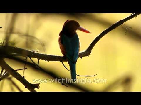 White-breasted Kingfisher of Bharatpur Bird sanctuary