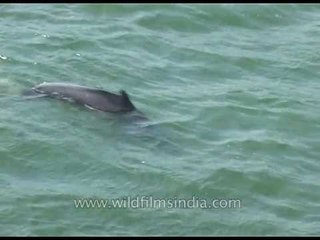 Dolphins in south India!