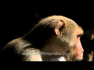 Monkey with red bum and cheek pouches - Macaque in Sariska