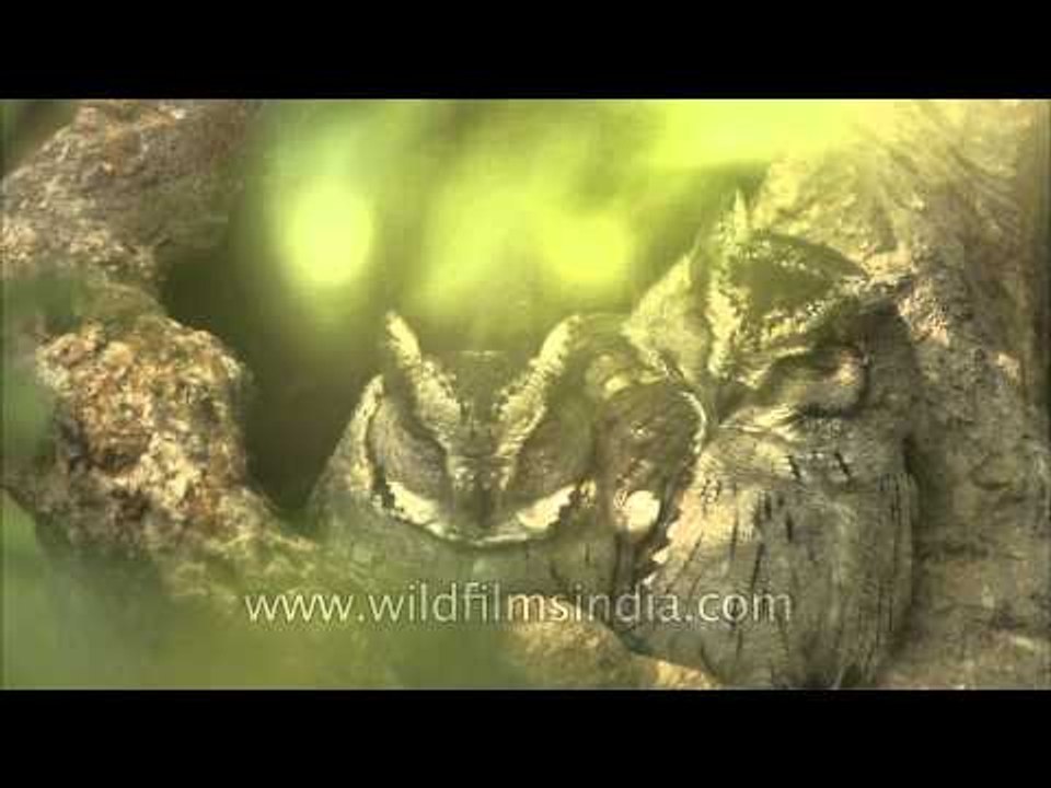 Collared Scops Owl pair at Bandhavgarh