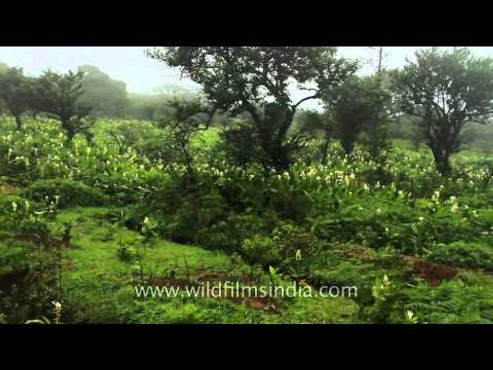 Kaas plateau with profusion of Indian arrowroot blossoms