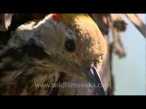 Brown-fronted Pied Woodpecker at its nest - rare footage!