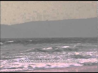 On this Goan beach, you can walk in bliss