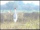Odd one out - Sarus Crane roams among chital at Kealadeo Ghana National Park