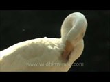 Cleaning itself - Domestic Geese, Delhi Zoo