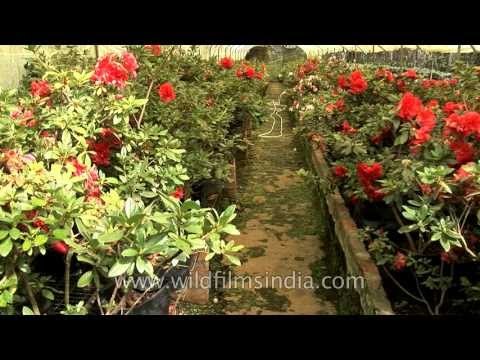 Azaleas growing in the eastern Himalaya