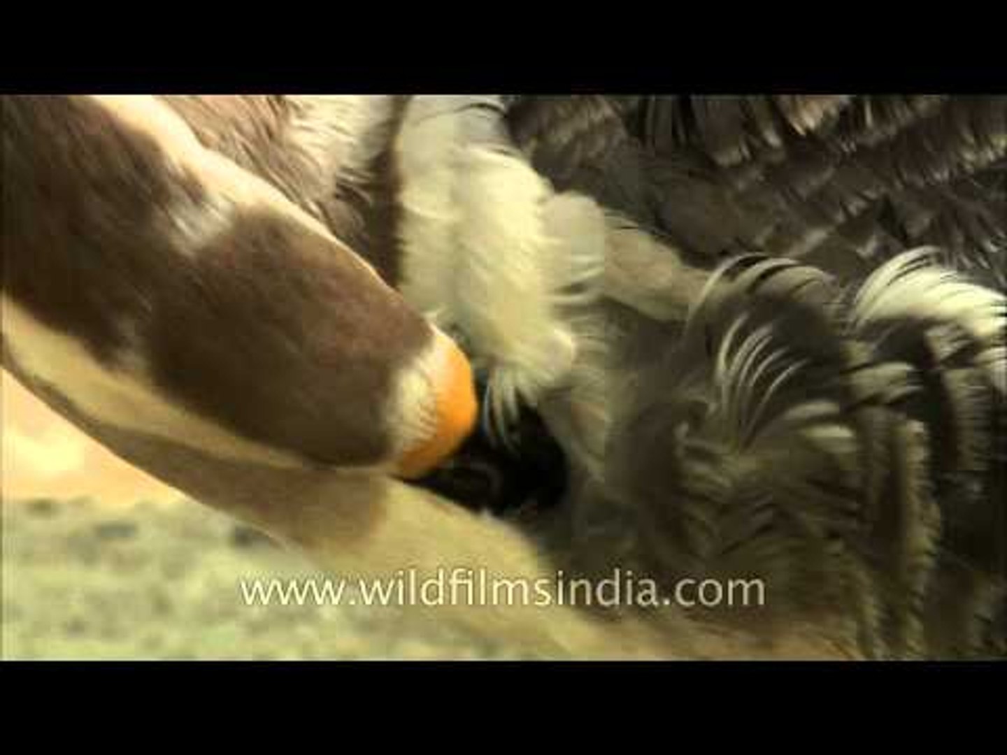 ⁣Domestic Geese at Delhi Zoo - self grooming??