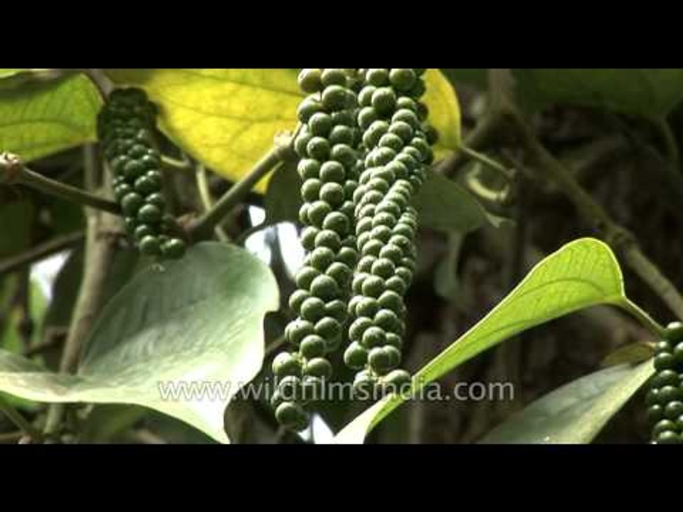 Pepper growing on the vine