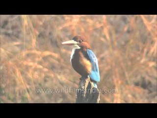 White-breasted or White-throated Kingfisher and Common Kingfisher