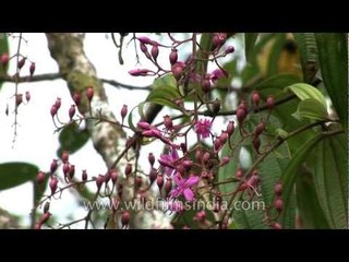 Discover the Unique Bristletips (Oxyspora paniculata) of Sikkim 🌿
