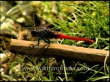 Dragonflies- Aethrimanta brevippenis and Red-veined darter