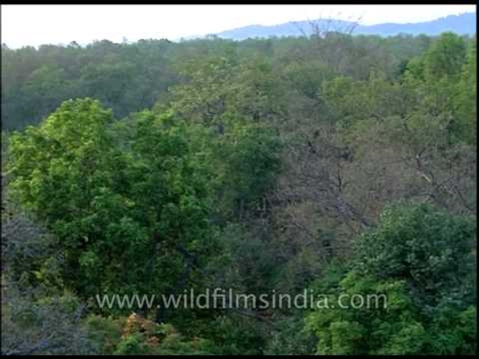 Teak trees in Uttarakhand