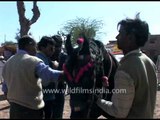 Getting the Horse ready for sale, Pushkar mela!