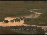 Herd of elephants by the Ramganga river