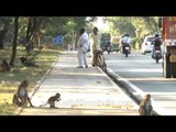 Street monkeys of Delhi