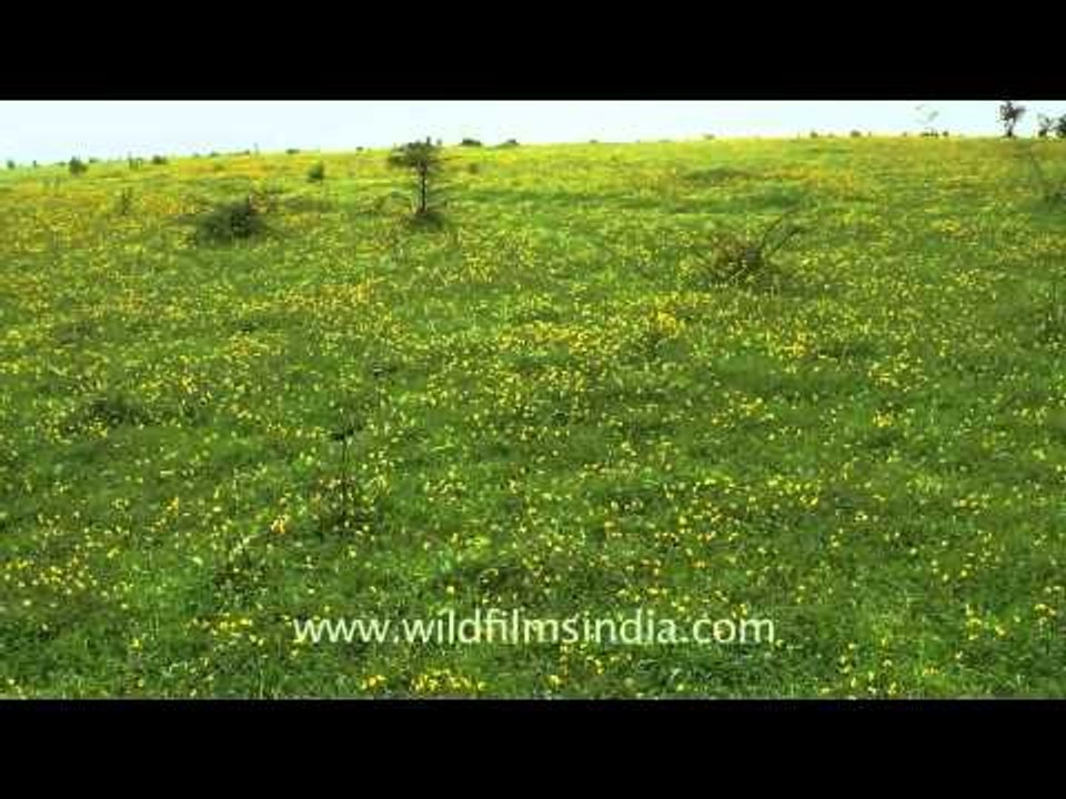 Countless Smithia Hirsuta flowers in Kaas plateau