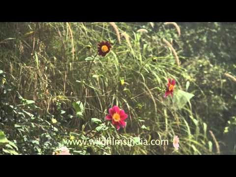 Dahlias cover the monsoon slopes of Landour